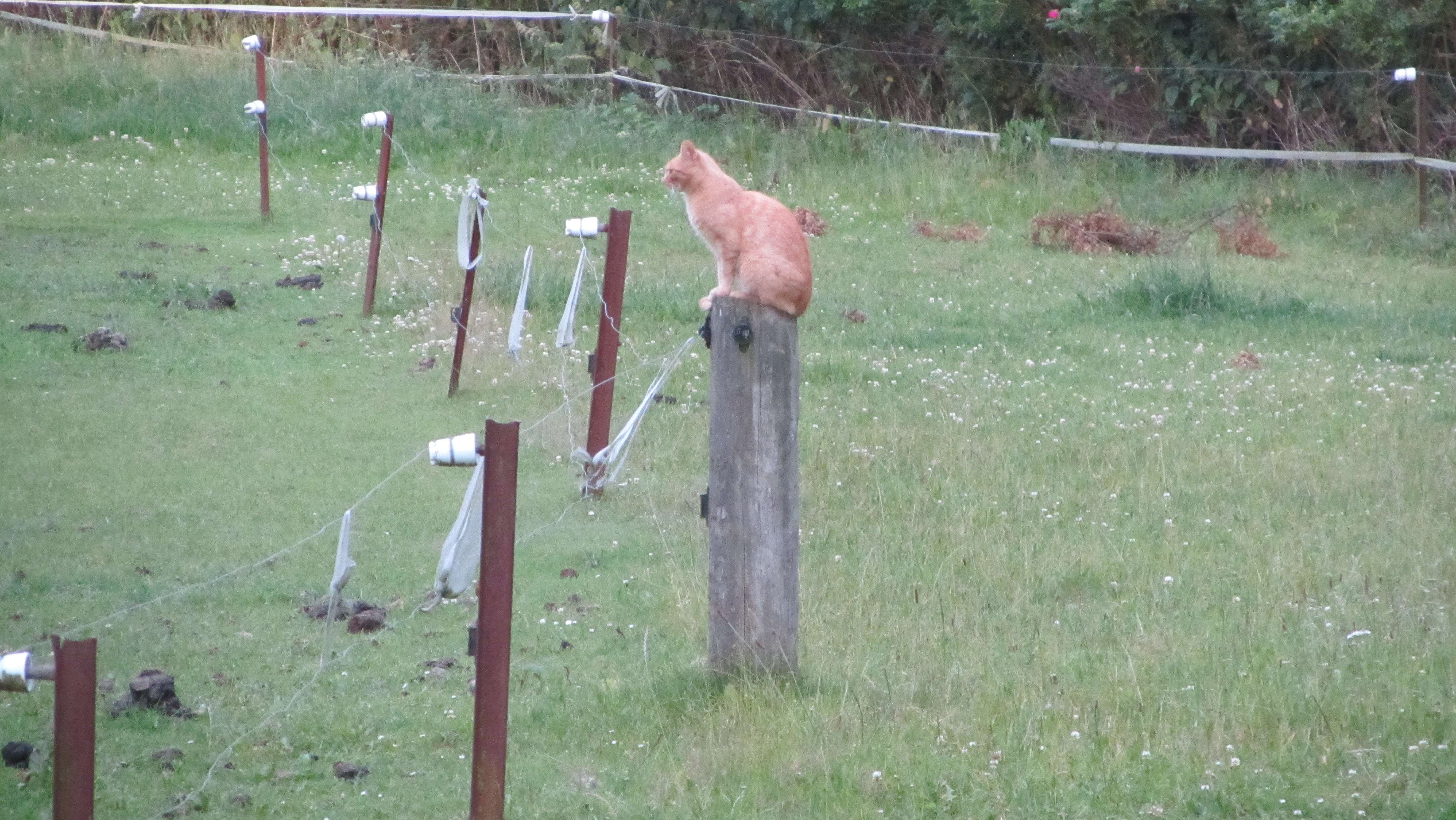 Cat on a pole :-)