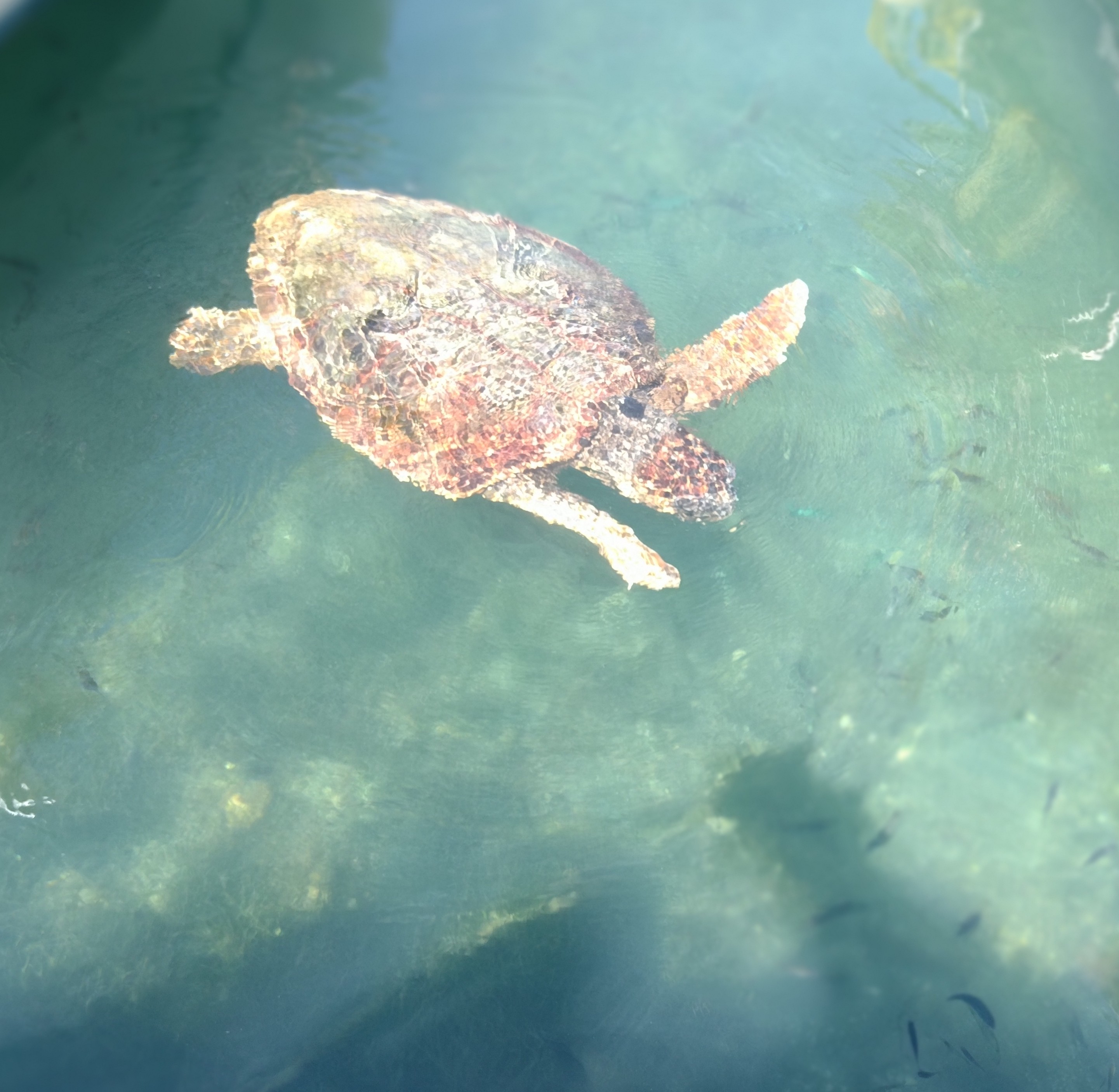 Sea ​​turtle