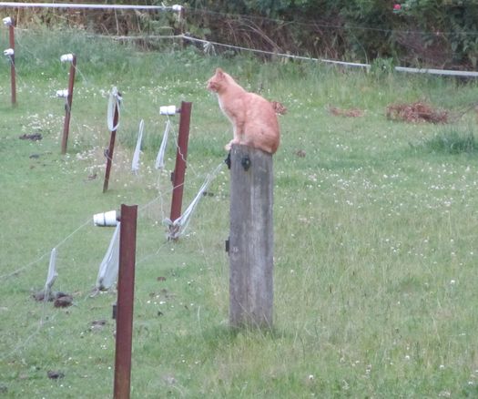 Cat on a pole :-)